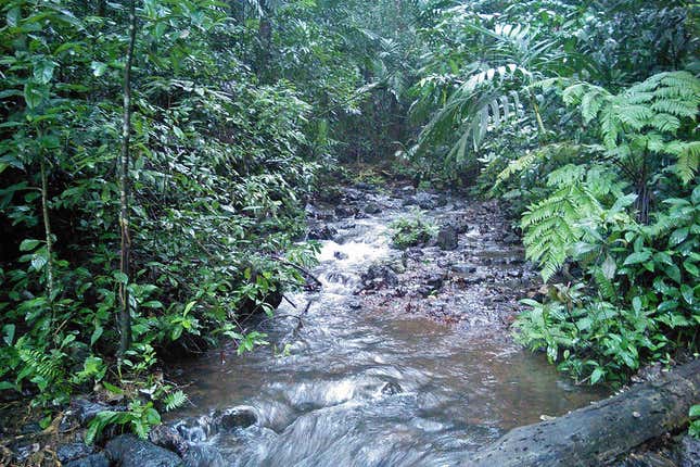 Myristica swamps not only help in sustaining groundwater and flood control, but they also store more aboveground carbon than neighbouring non-swampy forests.