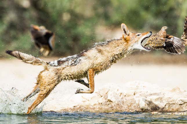 Black Backed Jackal stalking and hunting sandgrouse as they come in to drink from the Cubitjie Quap waterhole in the Nossob Riverbed, Kgalagadi Transfrontier Park, Northern Cape, South Africa