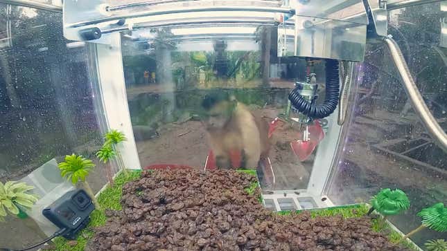 A monkey looks hard at the raisins in the machine.