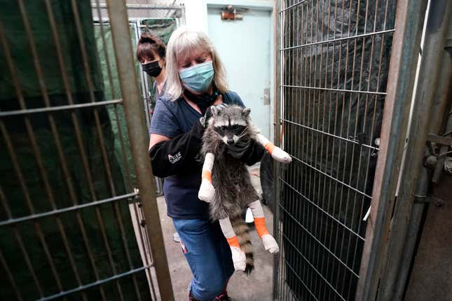 Person carrying injured raccoon