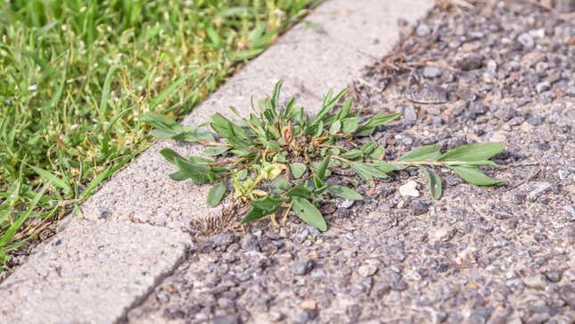 Image for article titled How to Get Rid of Weeds That Grow Through Cracks in the Pavement