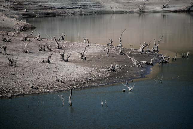Formerly submerged trees in the Iznájar reservoir.