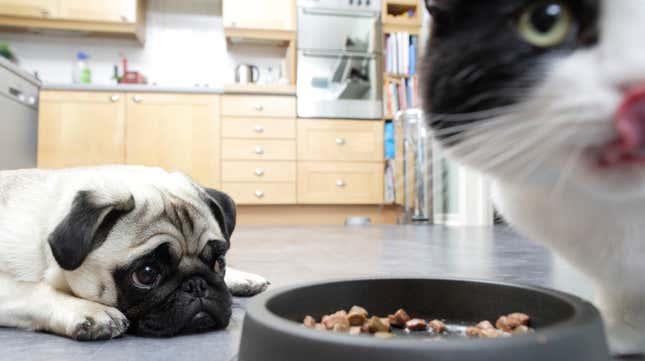 pug laying on floor while cat eats cat food nearby