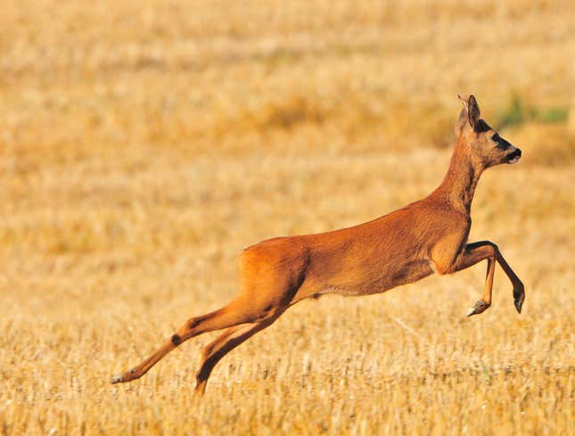 Image for article titled Frolicking Deer Actually Being Driven Mad By Ticks