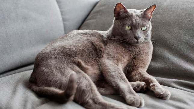 Image for article titled Middle-Aged Cat Can’t Begin To Compete With Adorable Kittens On Internet