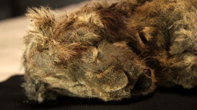 Well-preserved remains of 28,000-year-old cave lion cub, found two years ago in Siberia. 
