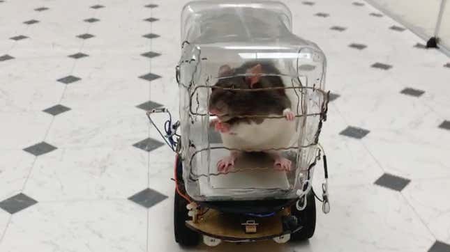 Image for article titled Rats will drive tiny cars for food