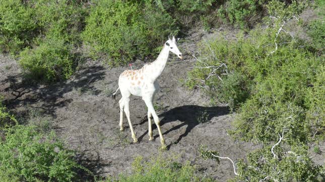 The only known white giraffe in the world. 