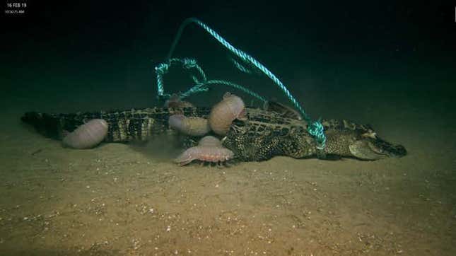 Giant isopods gorge on an alligator carcass.