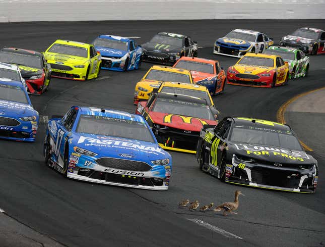 Image for article titled NASCAR Race Stops To Wait For Family Of Ducks To Pass