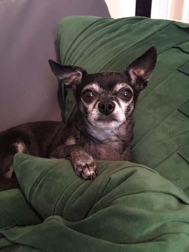Image for article titled Open Channel: Show Us Your Pets, Nerds