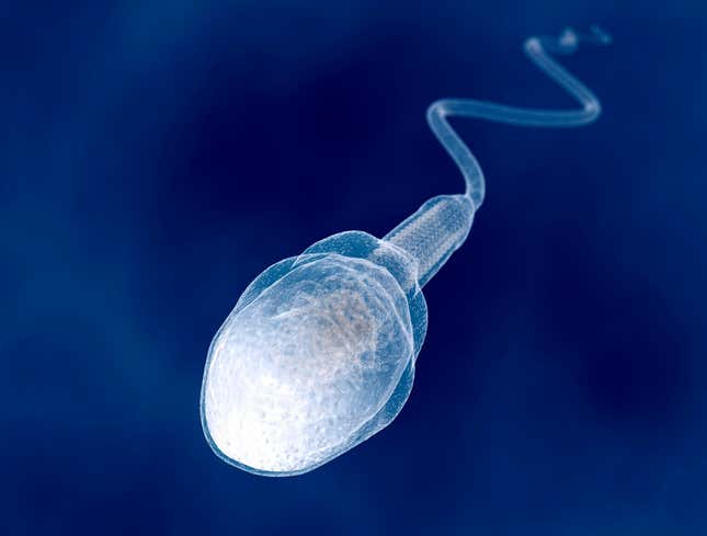 Image for article titled Sperm Can’t Remember Why It Came Into Womb