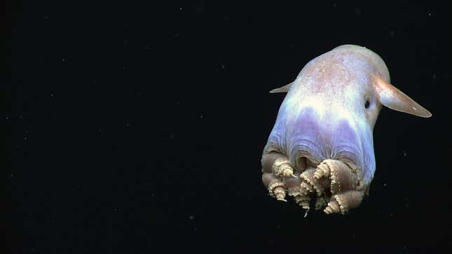 A dumbo octopus swimming in the Gulf of Mexico. 