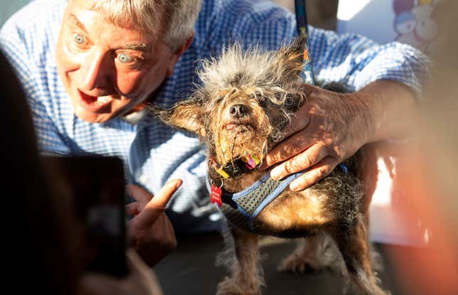 Imagen para el artículo titulado Nuevo rey entre los feos: este es el ganador del concurso de perros más feos del mundo
