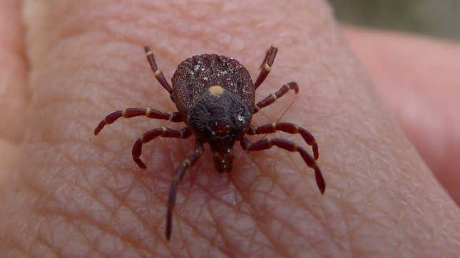 Image for article titled Pentagon Ordered to Tell Congress If It Weaponized Ticks And Released Them Into the Public