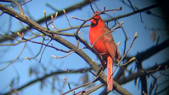 A picture of a cardinal I took by putting my iPhone up to my binoculars