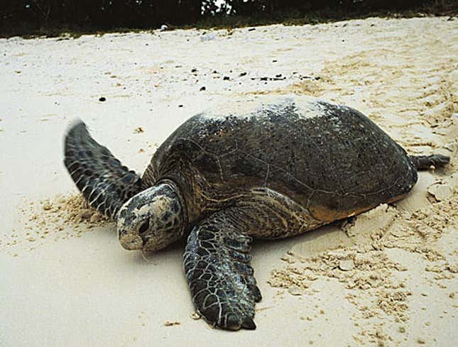 Image for article titled Nesting Sea Turtle Escorted From Private Beach