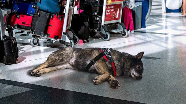 Image for article titled TSA To Phase Out Glue-Sniffing Dogs