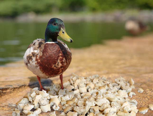Image for article titled Pieces Of Bread Really Starting To Pile Up For Overworked Duck