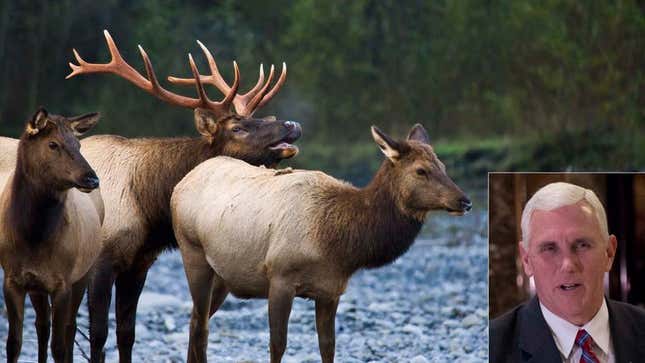Image for article titled Mike Pence Vows To Cut Conservation Funding After Discovering Elk Don’t Mate For Life