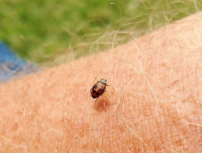 Image for article titled Threat Level Downgraded As Insect Revealed To Be Ladybug
