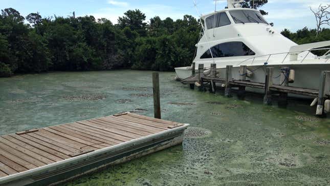 Algae blooms, such as the one pictured here in Stuart, Florida from July, 2016, are one ecological side effect of agriculture and artificial drainage in South Florida.