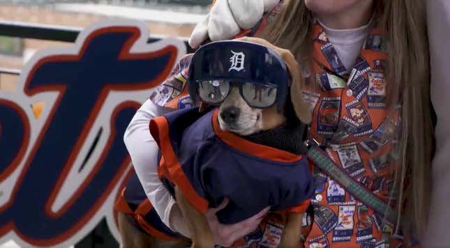 Image for article titled These Poor Dogs Had To Watch 11 Innings Of Tigers-Marlins Baseball On A Chilly Tuesday Night