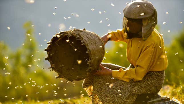 Image for article titled Honeyland couches an apocalyptic warning in a beekeeping documentary