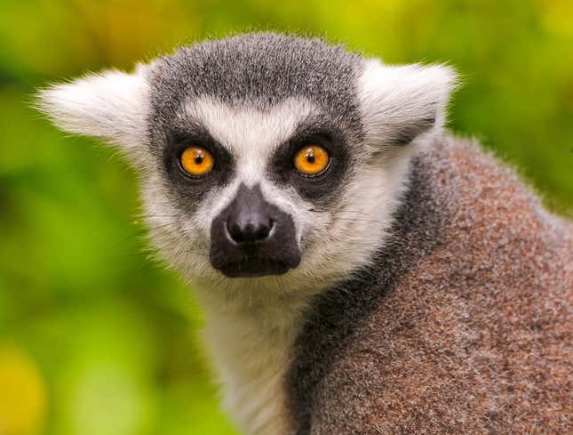 Image for article titled Lemur Fantasizes About Ripping Face Off Next Dumbshit Who Calls It A Monkey