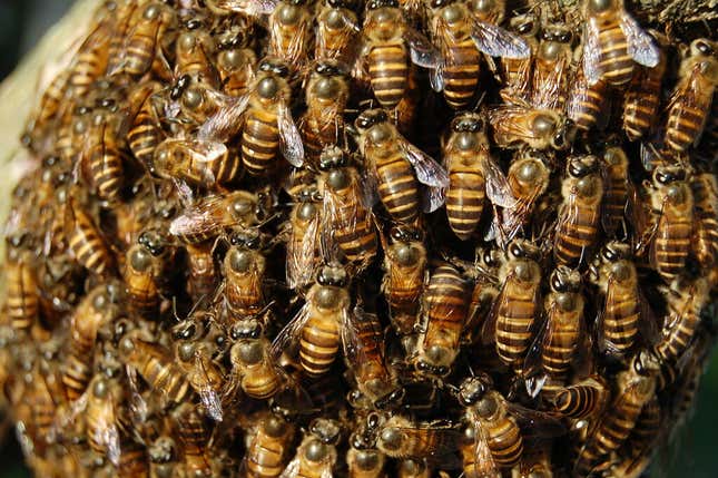 Imagen para el artículo titulado El vídeo de esta mujer rescatando cientos de abejas con sus manos desnudas es una clase magistral y fascinante