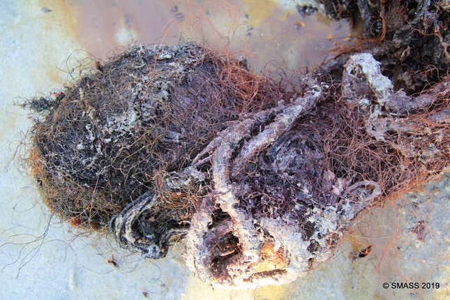 Imagen para el artículo titulado Encuentran una ballena muerta con casi 100 kilos de plástico y basura en su estómago