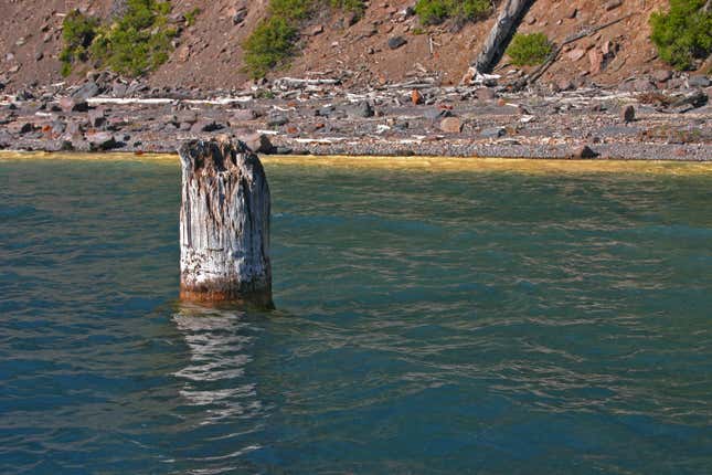 Imagen para el artículo titulado Este tronco de árbol lleva flotando verticalmente 120 años, y nadie sabe cómo demonios lo consigue