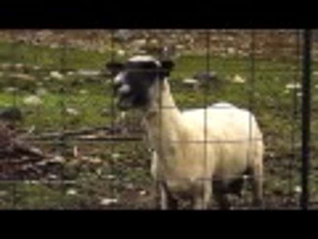 Goats Screaming Like Humans Do The <em>Game of Thrones</em> Intro