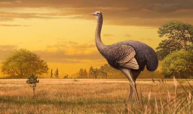 Imagen para el artículo titulado Encuentran los restos fósiles de un ave prehistórica tan grande que el avestruz parece un canario a su lado