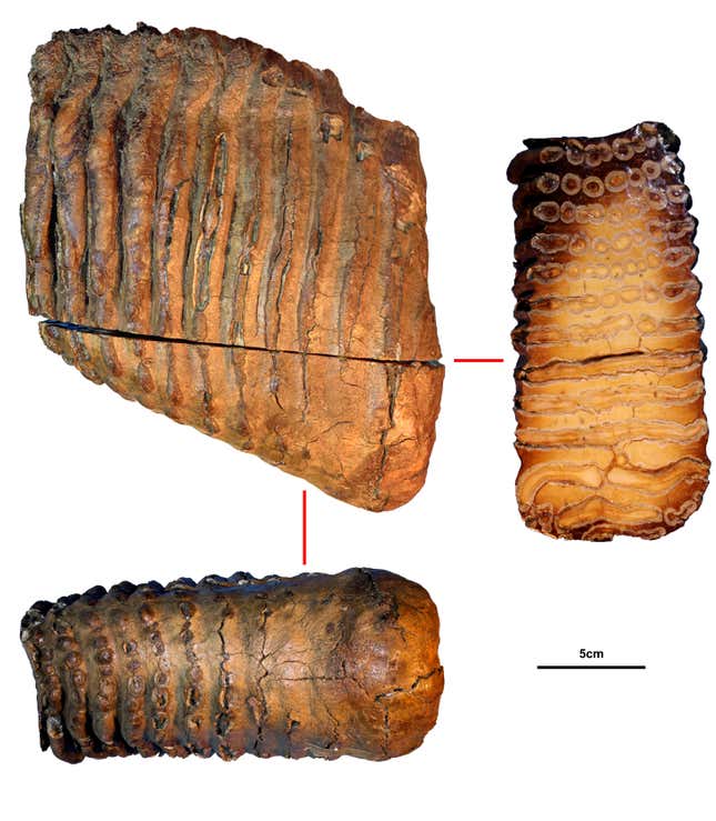 Krestokva molar specimen, approximately 1.1 million to 1.2 million years old.