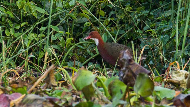 A Malagasy white-throated rail.