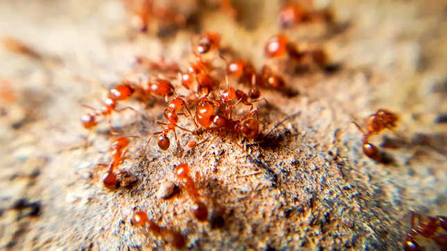 Image for article titled How to Keep Fire Ants Away From You and Your Home