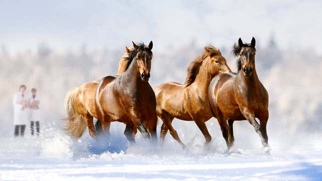 Image for article titled Researchers Suggest Wild Horses Don’t Have To Worry About Any Of This