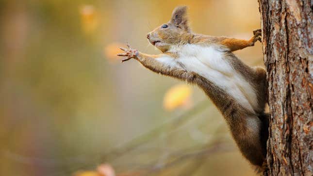 Image for article titled News for squirrels: Walnut stash in Kia raided by jerkface humans