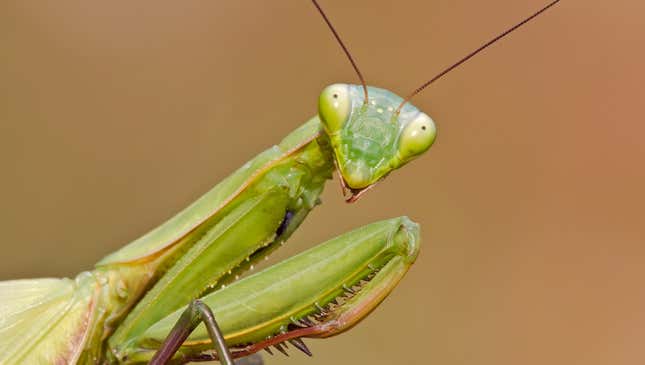 Image for article titled Praying Mantis Hesitantly Agrees To Try Girlfriend’s Sexual Fantasy Of Eating His Head During Intercourse
