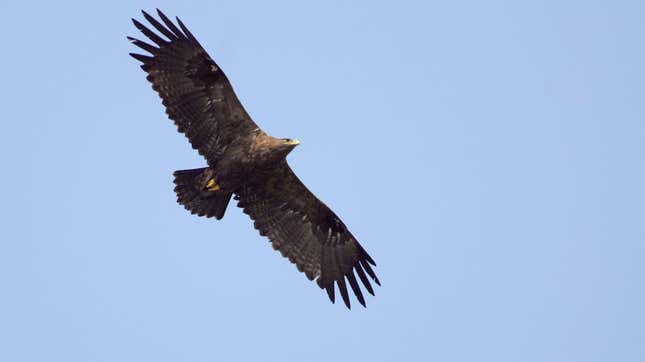 A Steppe Eagle over India.
