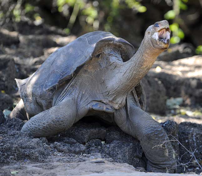 Lonesome George