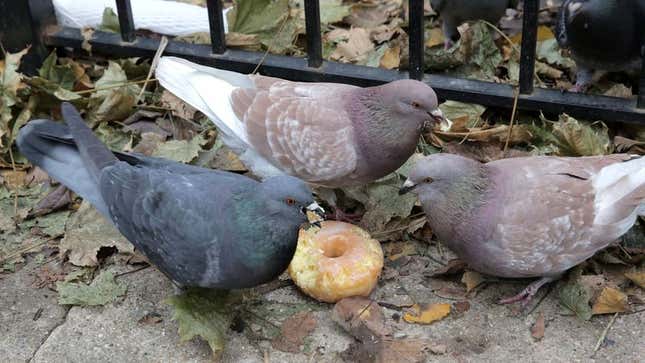 Image for article titled Baltimore Named City With Best Quality Of Pigeon Life