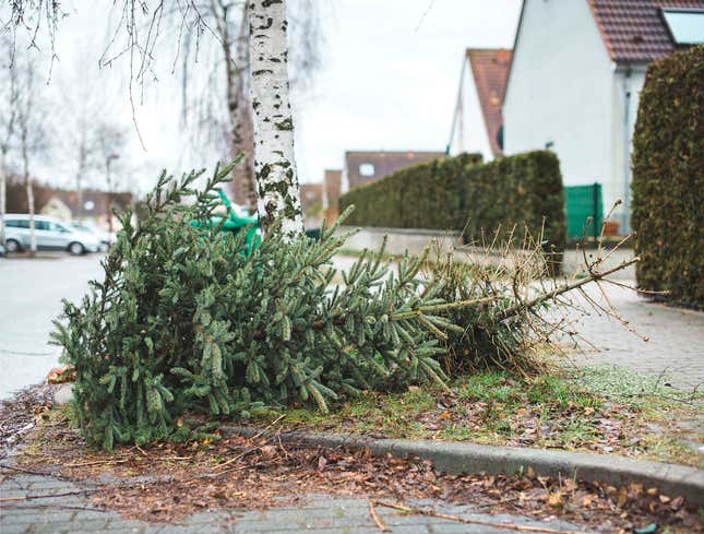 Image for article titled Pine Tree Lying On Curb Struggling To Understand Own Life Cycle