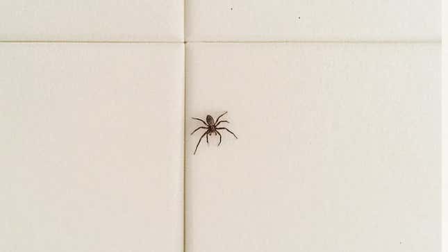 Image for article titled Spider Sitting On Shower Wall Can’t Wait To See Look On Man’s Face