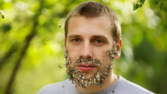Image for article titled Man Has Trouble Growing Full Beard Of Bees