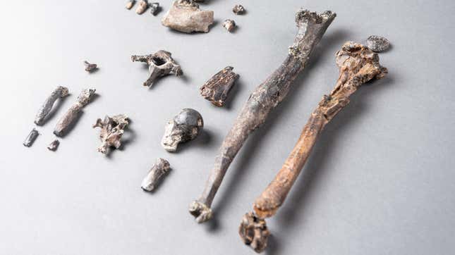 Fossilized bones from the most complete partial skeleton of a male Danuvius.