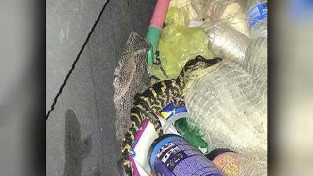 Image for article titled Florida Woman Pulls Foot-Long Alligator From Her Yoga Pants During Traffic Stop