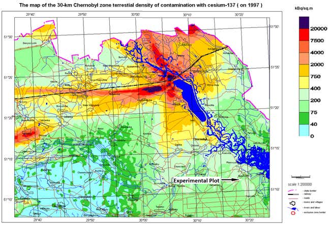 The location of the experimental plot where the grain used to produce the vodka was grown. The map itself is from 1997, showing the distribution of radioactive cesium in the exclusion zone.