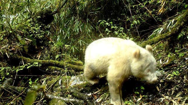 The first known sighting of an albino giant panda, estimated to be between one to two years of age. 